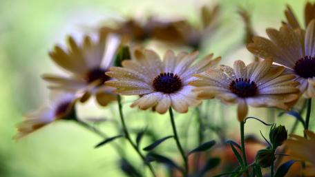 Golden Blooms in Dewy Morning Light wallpaper