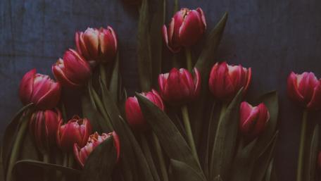 Elegant Dark Tulips Blooming in 4K Quality wallpaper