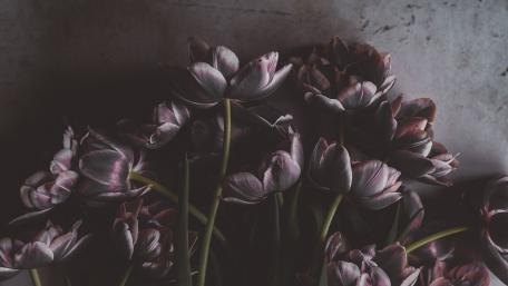 Elegant Dark Tulip Blooms wallpaper