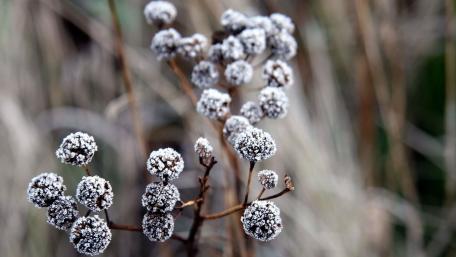 Frosty Beauty in Nature's Garden wallpaper
