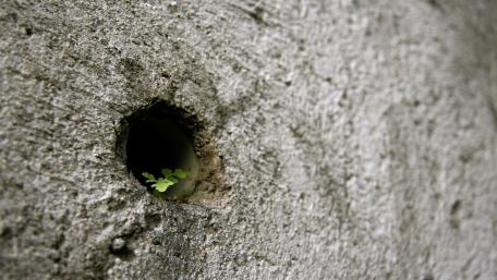 Resilience in Nature's Embrace wallpaper