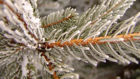 Frosty Pine Needles in Winter Light wallpaper