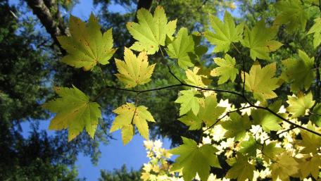 Nature's Lush Green Palette wallpaper