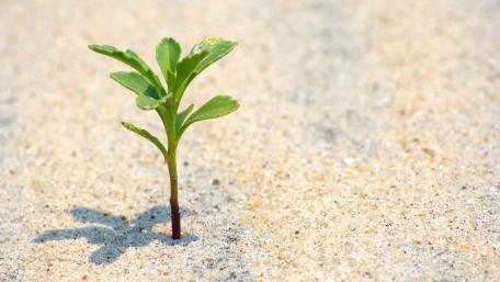Resilience in Nature's Embrace wallpaper