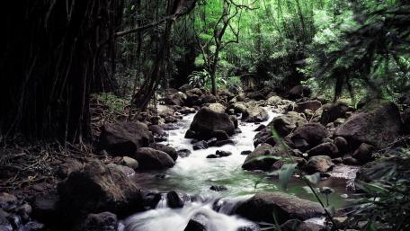 Tranquil Stream in Lush Green Forest wallpaper