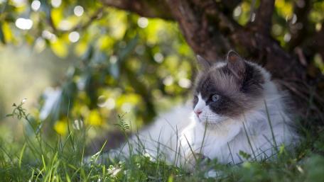 Peaceful Cat Relaxing in Nature wallpaper