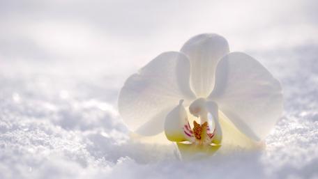 Elegant Orchid on Soft Snowy Background wallpaper