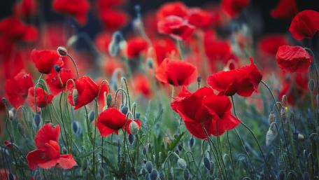 Vibrant Field of Red Poppies Blossoms wallpaper