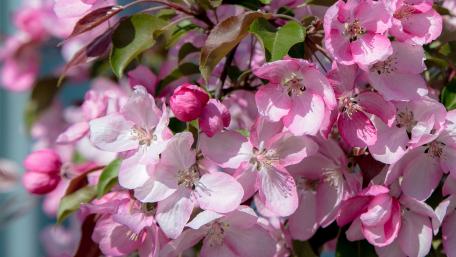 Blossoms of Spring in Pink Shades wallpaper