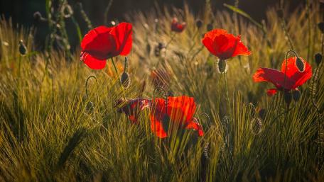 Vibrant Red Poppies Amidst Lush Greenery wallpaper