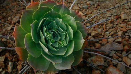 Stunning Green Succulent on Rocky Terrain wallpaper