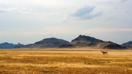 Majestic Wild Horse Running Across the Plains wallpaper