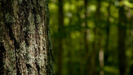 Serene Forest Tranquility in Nature's Embrace wallpaper