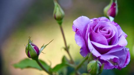 Delicate Purple Rose Blooms in Serenity wallpaper