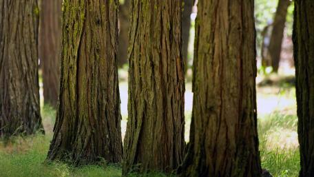 Whispers of the Ancient Forest wallpaper