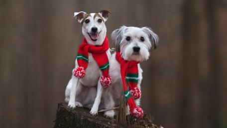 Festive Pups in Cozy Scarves wallpaper