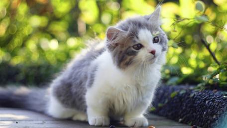 Charming Kitten in a Garden Setting wallpaper