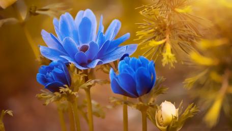 Vibrant Blue Blossoms in Spring Light wallpaper