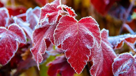 Frosty Red Leaves in Nature's Embrace wallpaper