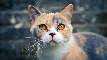 Charming Cat with Mesmerizing Eyes in Focus wallpaper