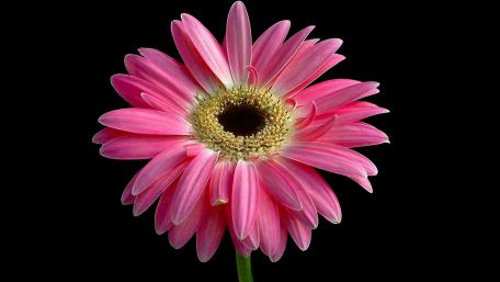Vibrant Pink Gerbera Daisy in Bloom wallpaper