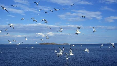 Serene Flight Over Tranquil Waters wallpaper