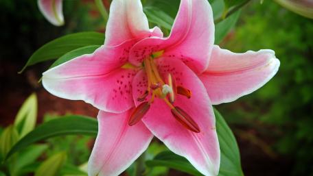 Elegant Pink Lily Blossom Wallpaper wallpaper