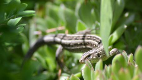 Nature's Serpent Camouflaged Among Greens wallpaper