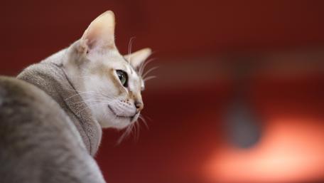 Elegant Cat in Soft Focus Lighting wallpaper