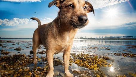 Playful Dog by the Waterside wallpaper