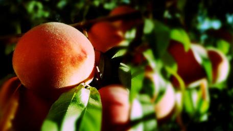 Vibrant Peaches on a Sunlit Branch wallpaper