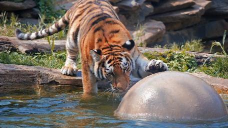 Majestic Tiger Playing in Water wallpaper