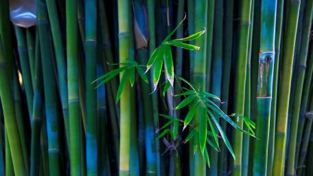 Serene Bamboo Forest Backgrounds wallpaper