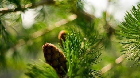 Nature's Serenity in Pine Branches wallpaper