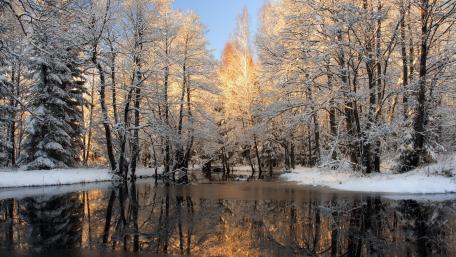 Silent Winter Reflections in a Snowy Forest wallpaper