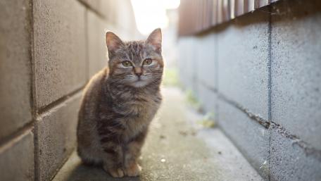 Adorable Tabby Cat in Natural Light wallpaper