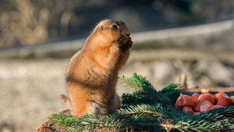 Charming Marmot Enjoying a Snack in Nature wallpaper