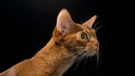 Curious Cat in Profile Staring at the Unknown wallpaper