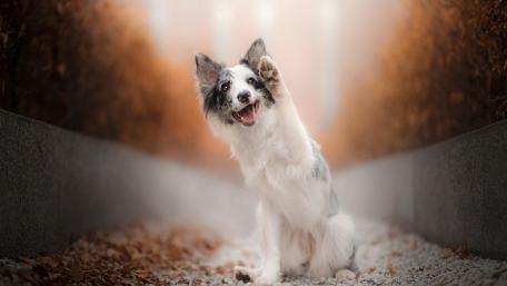 Playful Pup in Autumn Pathway wallpaper