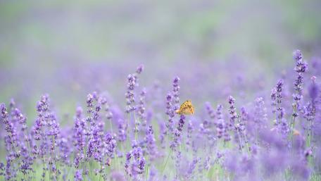 Lavender Fields with Butterfly in Blooming Nature Scene wallpaper