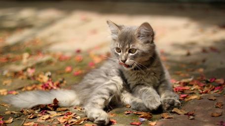 Playful Gray Kitten Among Autumn Leaves wallpaper