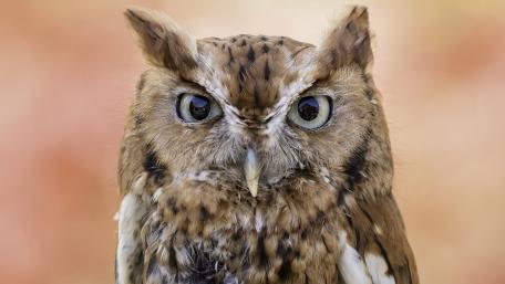 Majestic Owl in Nature's Embrace wallpaper