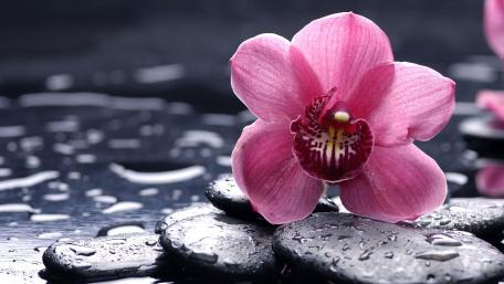 Elegant Pink Orchid on Stone Surface wallpaper
