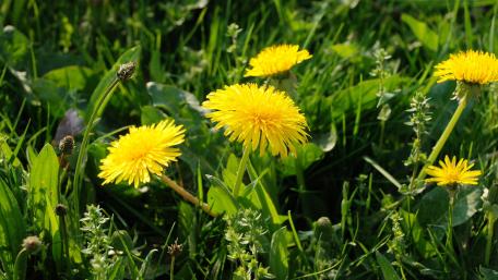 Sunny Yellow Dandelions in Lush Green Grass wallpaper