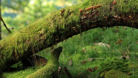 Lush Moss-Covered Branch in the Forest wallpaper