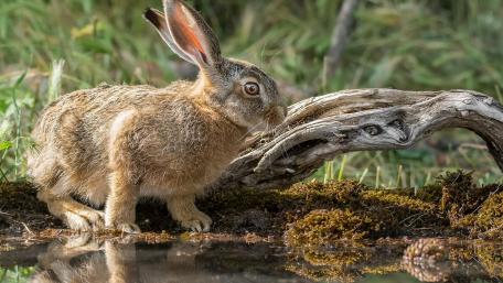 Gentle Hare by the Water's Edge wallpaper