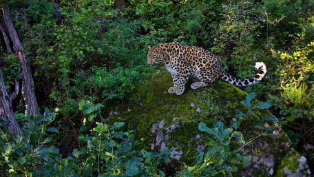 Majestic Leopard in Lush Greenery wallpaper