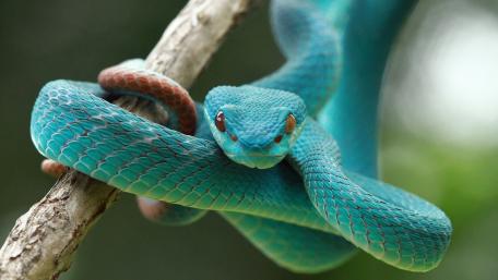 Wallpaper from animal category wallpaper