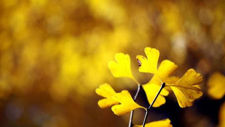 Golden Ginkgo Leaves in Autumn Light wallpaper