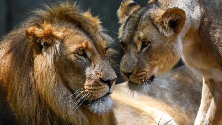 Majestic Lions in Intimate Moment wallpaper